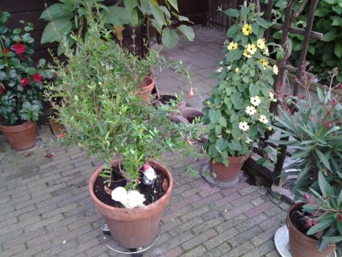 Granaatappelplant te koop