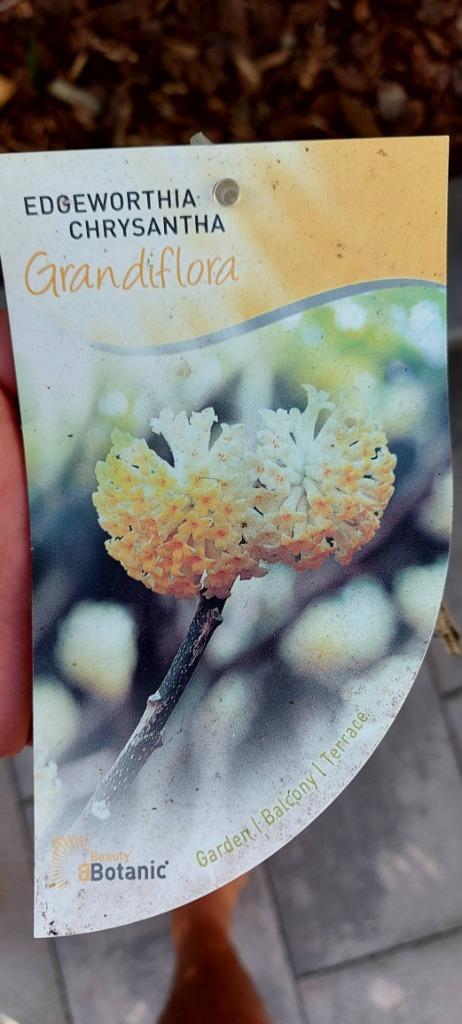 Grandifora edgeworthia chrysantha