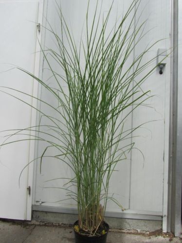 grassen Pennisetum, Miscanthus Gracillimus,Pampasgras bamboe