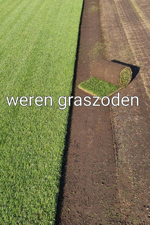 Graszoden kopen, zoden, gras, grasmatten, Boekel, Brabant