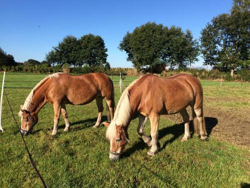 gratis af te halen 5 kuub schone paardenmest (Haflingers)