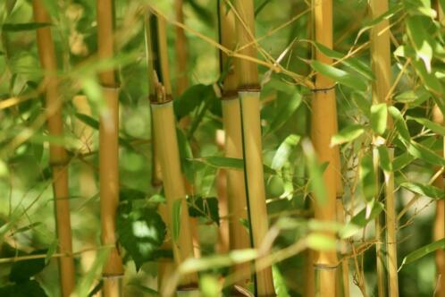 gratis af te halen heel veel takken van bamboe