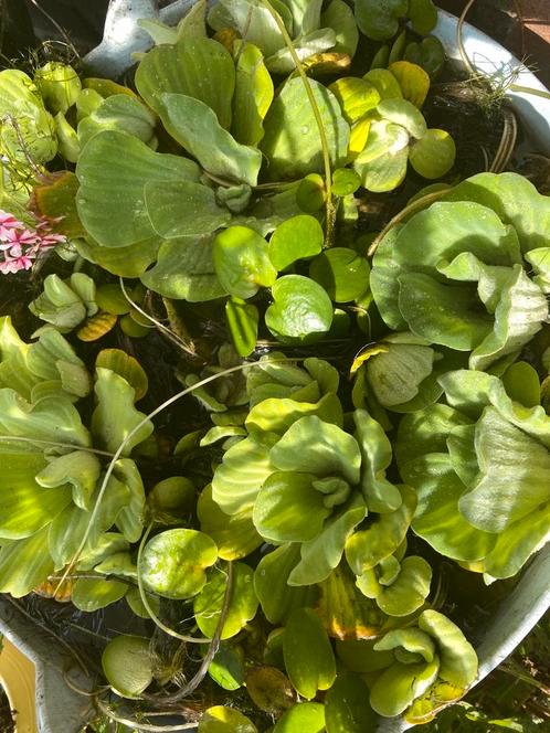 Gratis af te halen mosselplant en waterhyacint