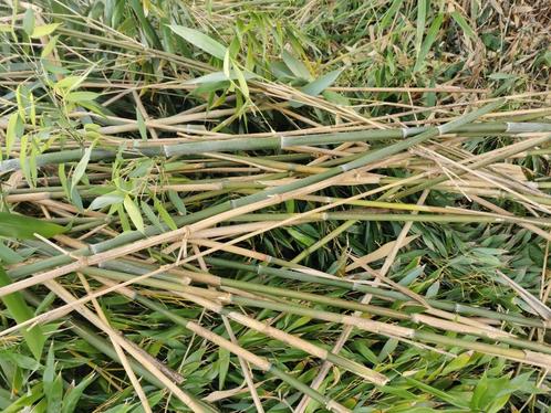 Gratis bamboestokken