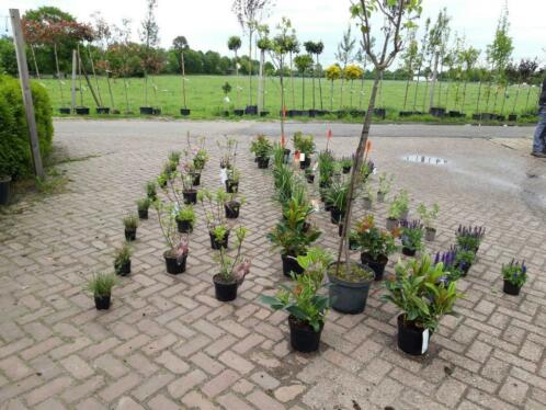 Gratis beplantings advies Border inplanten Tuinplanten