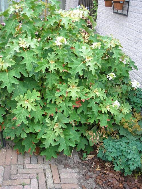 Gratis Hydragea quercifolia (Eikenbladhortensia)