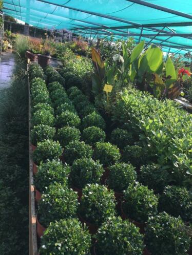 Gratis ILEXBOL bij minimaal 100 potten ilex of Euonymus