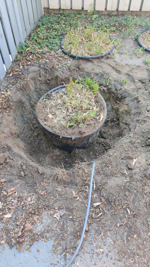 Gratis ophalen 3 Bamboo planten in open kuip