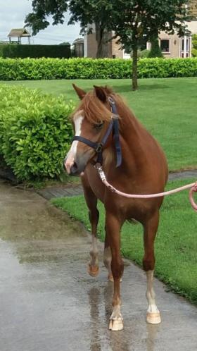 Gratis ophalen paardenmest op vlas