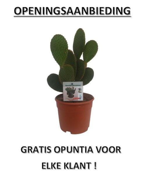 Gratis Opuntia voor elke Brabantpalm klant  18  19 maart.