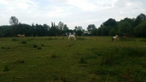 Gratis paarden mest op te halen