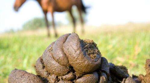 Gratis paardenmest  mest  tuinmest