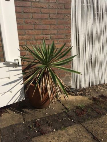 Gratis plant met pot 