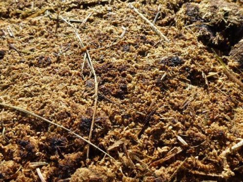 Gratis Pure Paarden Mest zonder stro