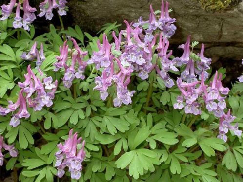 Gratis Vogeltje-op-de-kruk. Corydalis solida volop bloeiend.