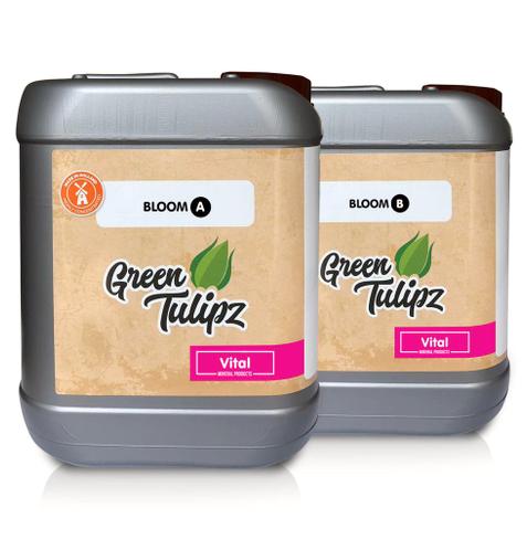 Green Tulipz, Bloom AampB 10 ltr