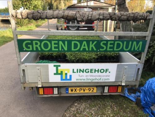 Groen duurzaam dak