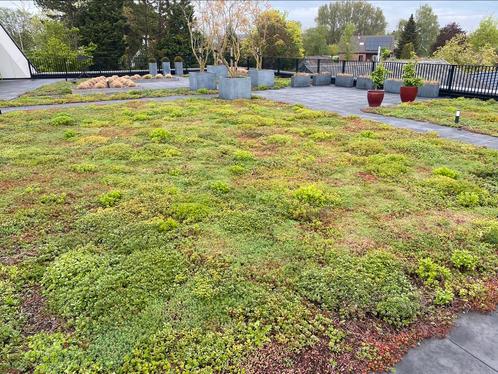 Groen in uw tuin makkelijk met Sedum matten 80x120 cm