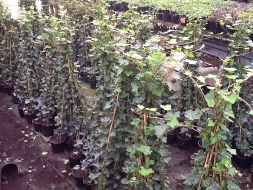 Groenblijvende Hedera hibernica met stok vanaf 1,00 per pot