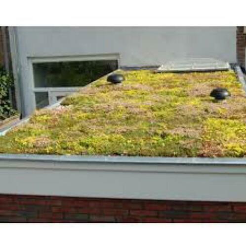 Groendak Sedum maak zelf uw mooie groen dak