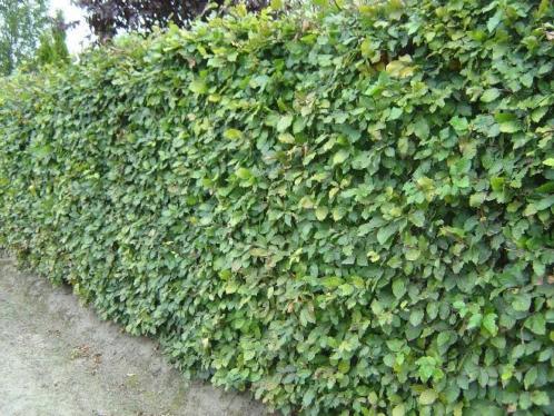 Groene Beuk Rode Beuken Fagus sylvatica Atropunicea Haagbeuk