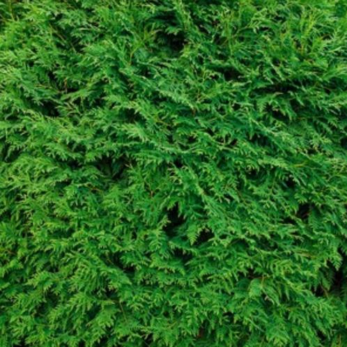 Groene haagconifeer - Thuja occidentalis Brabant - 200-225