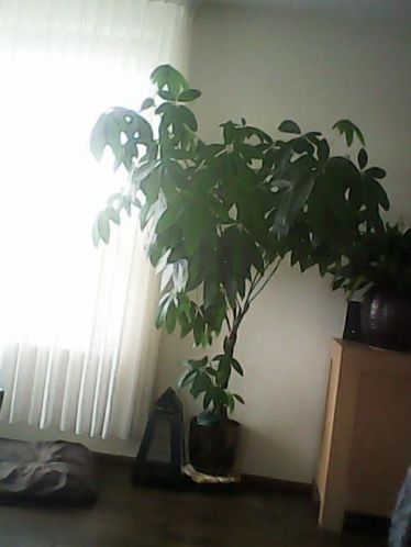 groene plant Pachira met gevlochten stam 