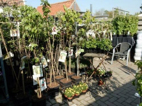 Groente- Kruiden- Fruit bomen en planten alleen vandaag -25