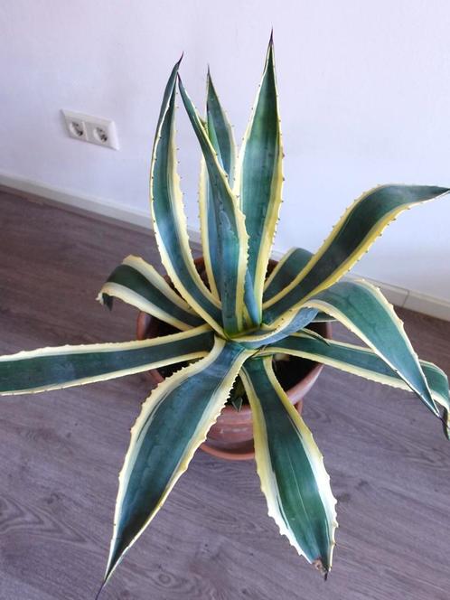 Grote Agave plant inclusief pot