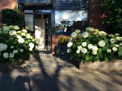 Grote Annabellas, veel bloemen, 18 stuks.