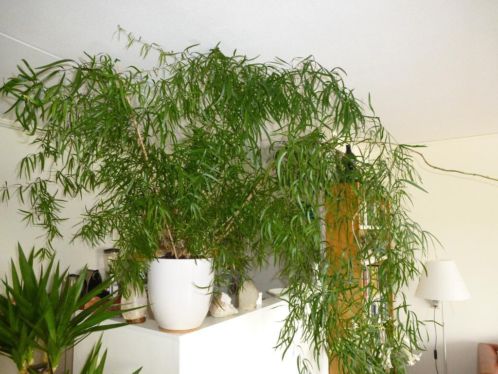 Grote Asperagus kamerplant