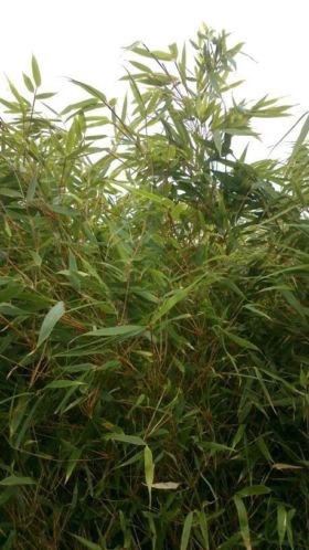 Grote Bamboe planten (Fargesia) te koop a  5,00