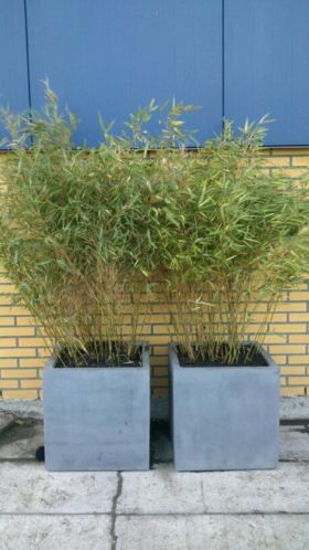 Grote Bamboe planten (Fargesia) te koop a  5,00