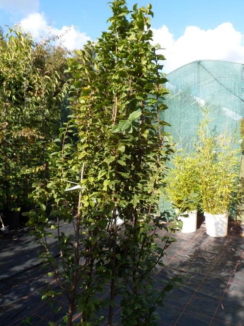 Grote beuken (carpinus ) aanbieding