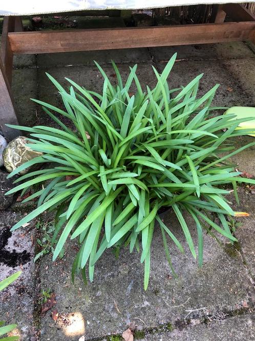 Grote blauw bloeiende Afrikaanse Lelie (Agapanthus)