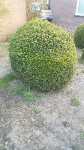 Grote buxus