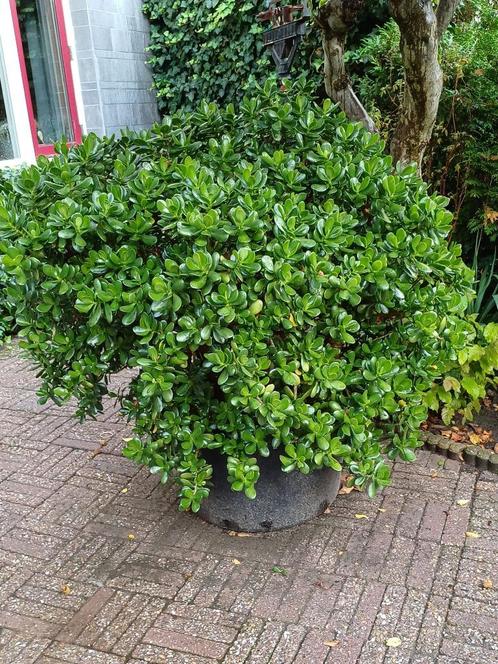 Grote gezonde Crassula voor binnen en buiten