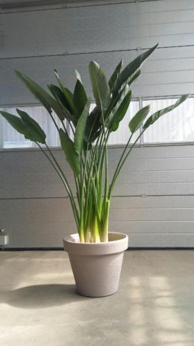 GROTE GROENE KAMERPLANT SERREPLANT,Strelitzia Reginae