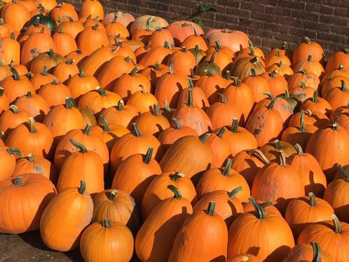 Grote Halloween pompoenen, kalebassen, eetbare flespompoenen