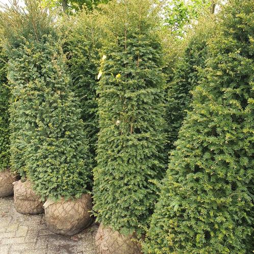 grote hulst ilex taxus Portugese laurier photinia coniferen