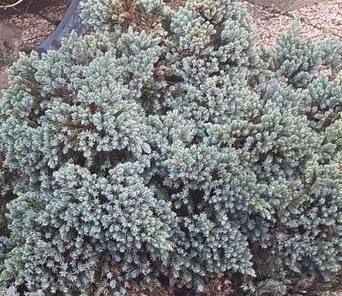 Grote Juniperus squamata x27Blue Starx27 Jeneverbes Groot