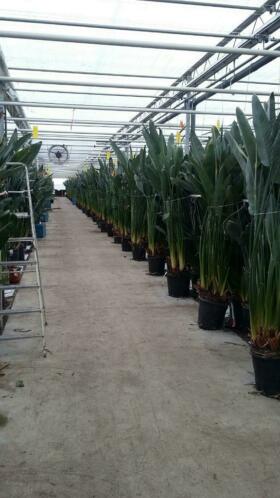 Grote kamer plant,Strelitzia Reginae , paradijsvogelplant