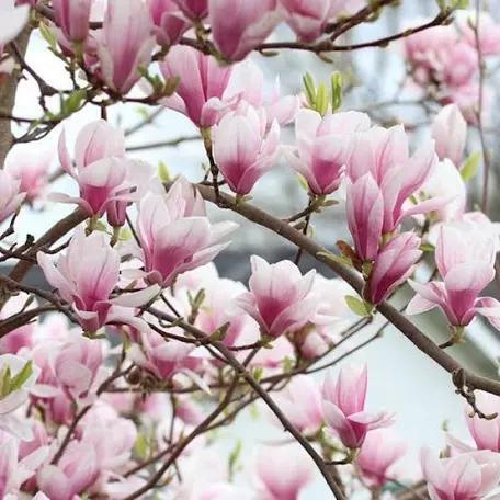 Grote Magnolia,s in 3 soorten, GAAN NU BLOEIEN