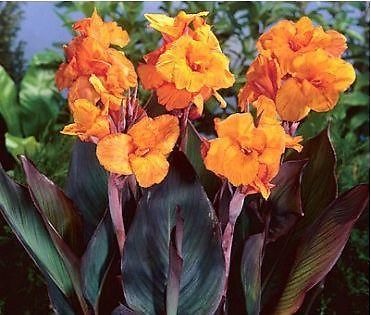 grote meerstammige roodbladige Canna aangeboden