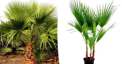 Grote Mexicaanse waaierpalm (70 - 90 cm)