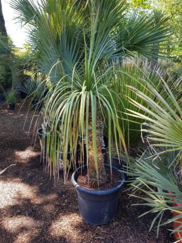 Grote Nolina longifolia op stam. SUPERAANBIEDING 