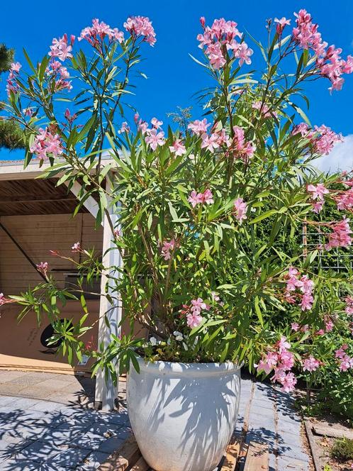 Grote Oleander struik in terraspot.