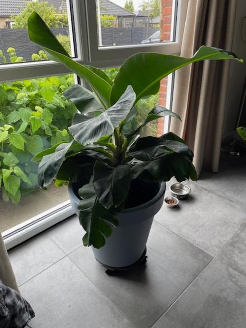 Grote plant in pot bananenplant