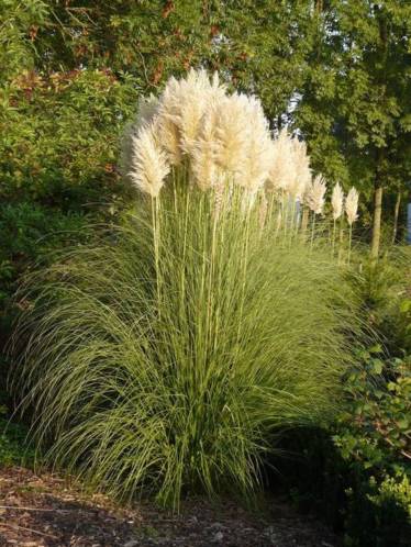 Grote planten Pampasgras, cortaderia, siergras, pluimen
