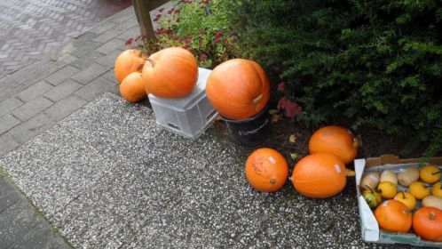 grote pompoenen voor b.v halloween